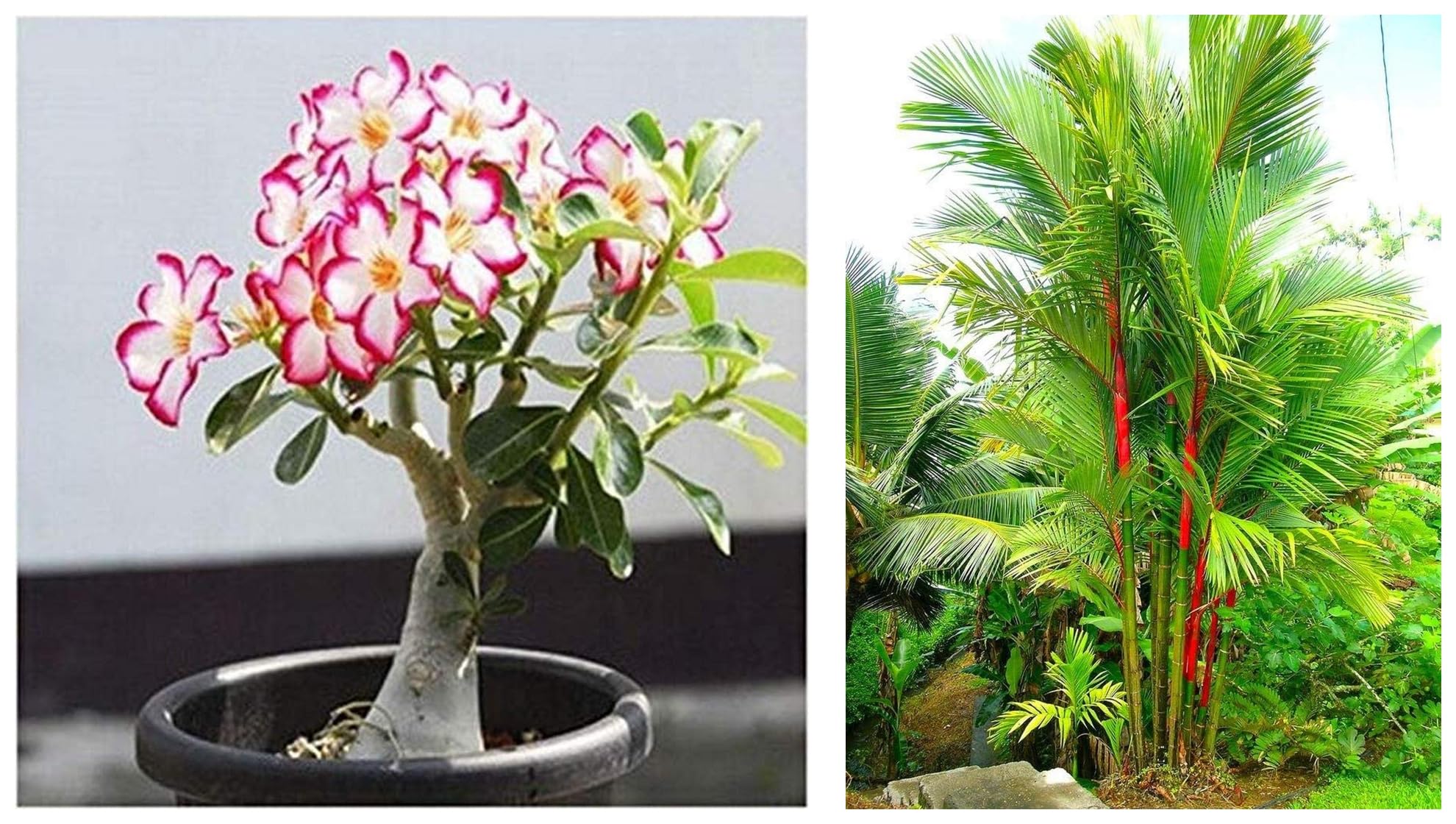 Creative Farmer Palm Tree Live Plant Garden Ornamental Cyrtostachys Renda Balcony (1 Live Palm Plant) & Creative Farmer Flower Live Plant Adenium Plants For Garden Indoor (1 Live Bonsai Plant) (B0CCV1Z5QQ) Amazon Price History, Amazon Price Tracker