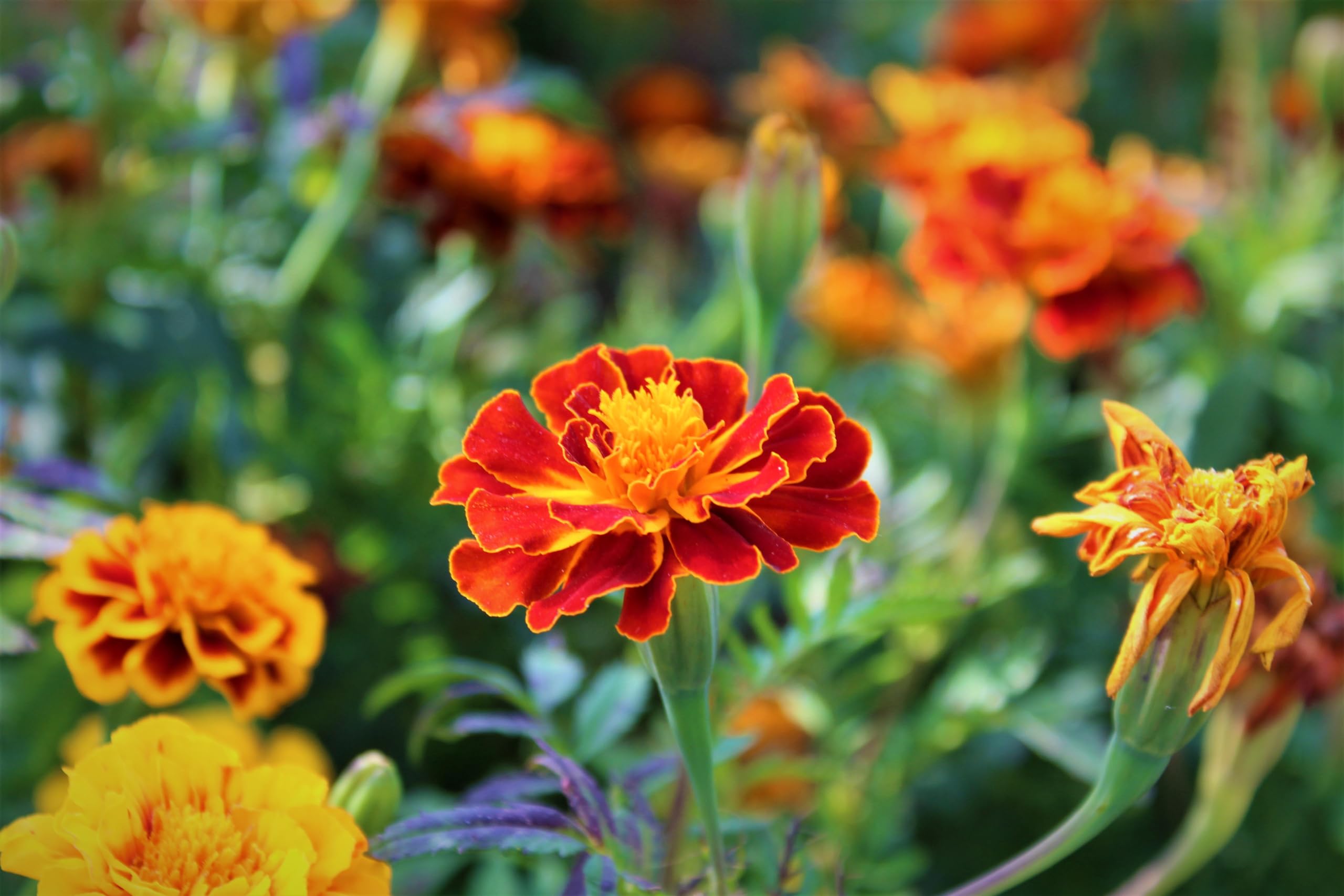 Tagetes (Tagetes patula). ´Abstehende Studentenblume´ Samen. (20000 Samen = 52,0g)