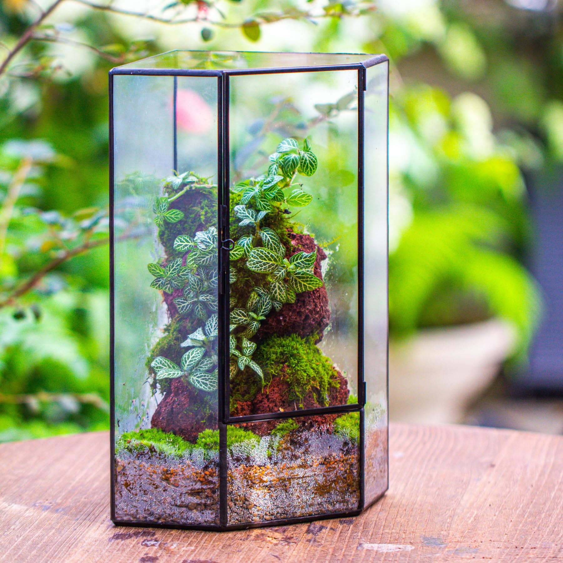 Amazon.com: NCYP Wall Corner Geometric Glass Terrarium, Closed