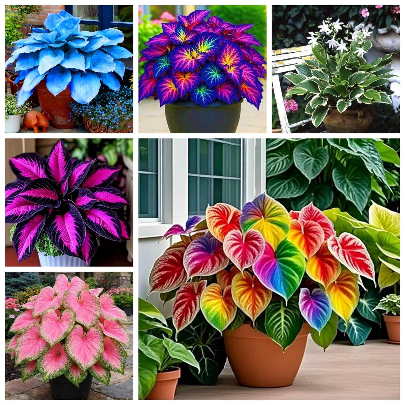 Brillinat Mixed Hosta Bulbs for Planting Now UK/Strong Plants that Grow Fast/Golden Jade Carving Feels Wonderful-6 Bulbs-D
