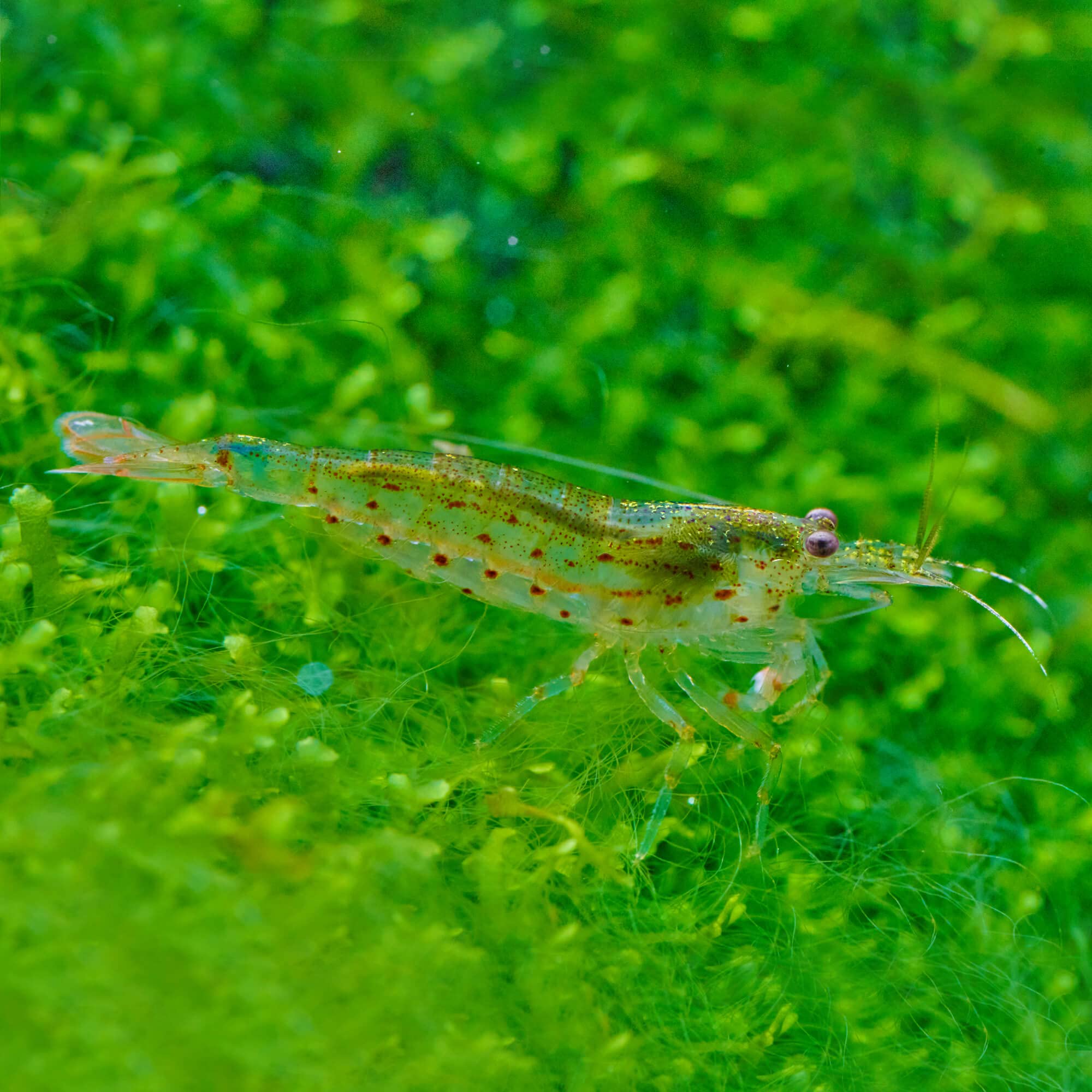 Caridinia multidentata Japonica - Amano Garnele - Algenfresser - DNZ - Algenfresser für Dein Aquarium (30 STK., XS)