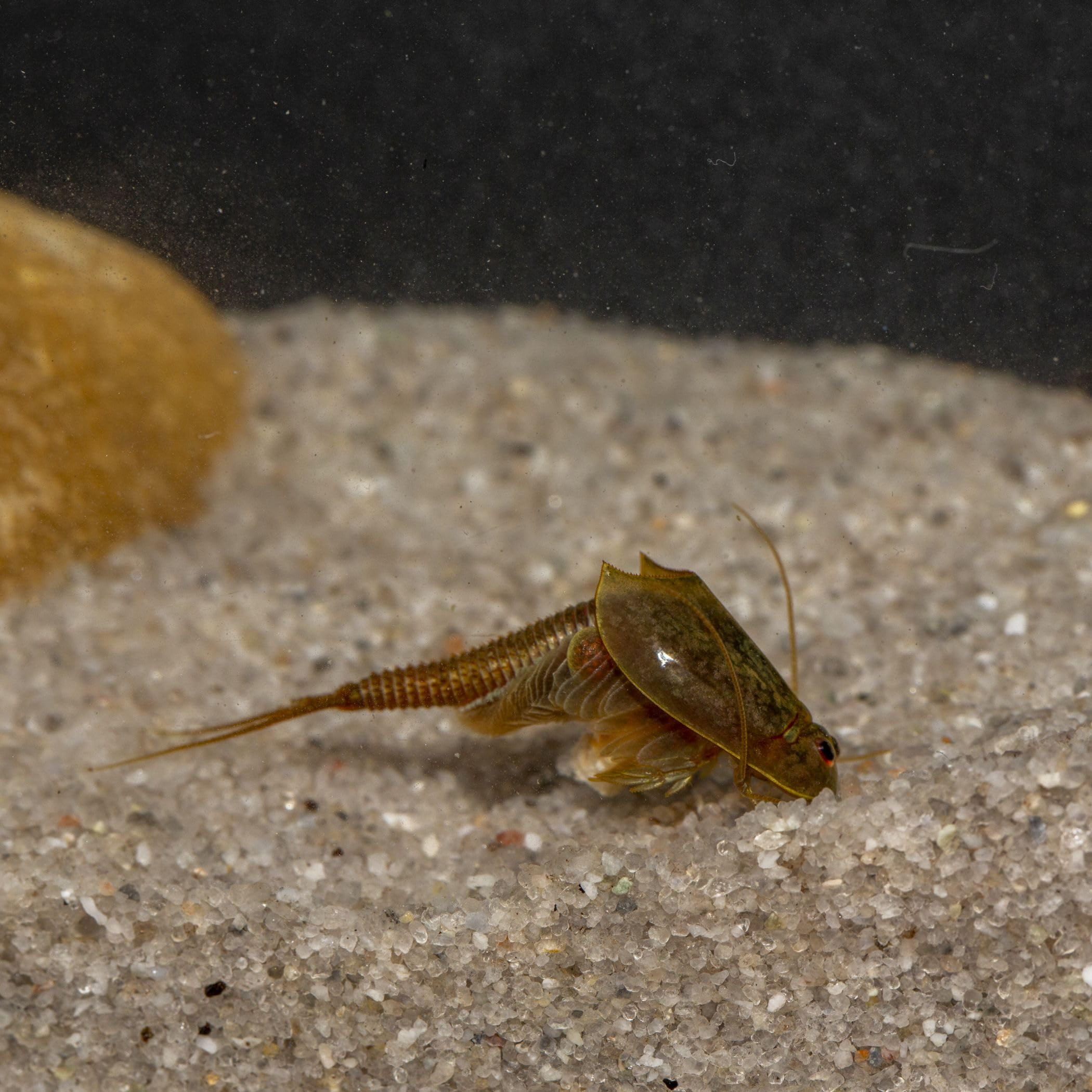 Triops Granarius Komplettset: 6 l Aquarium, ca. 200 Urzeitkrebse Eier, Filterset, Zubehör, Futter und Anleitung