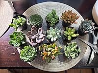 Review Image by Amazon Customer Amazon Customer