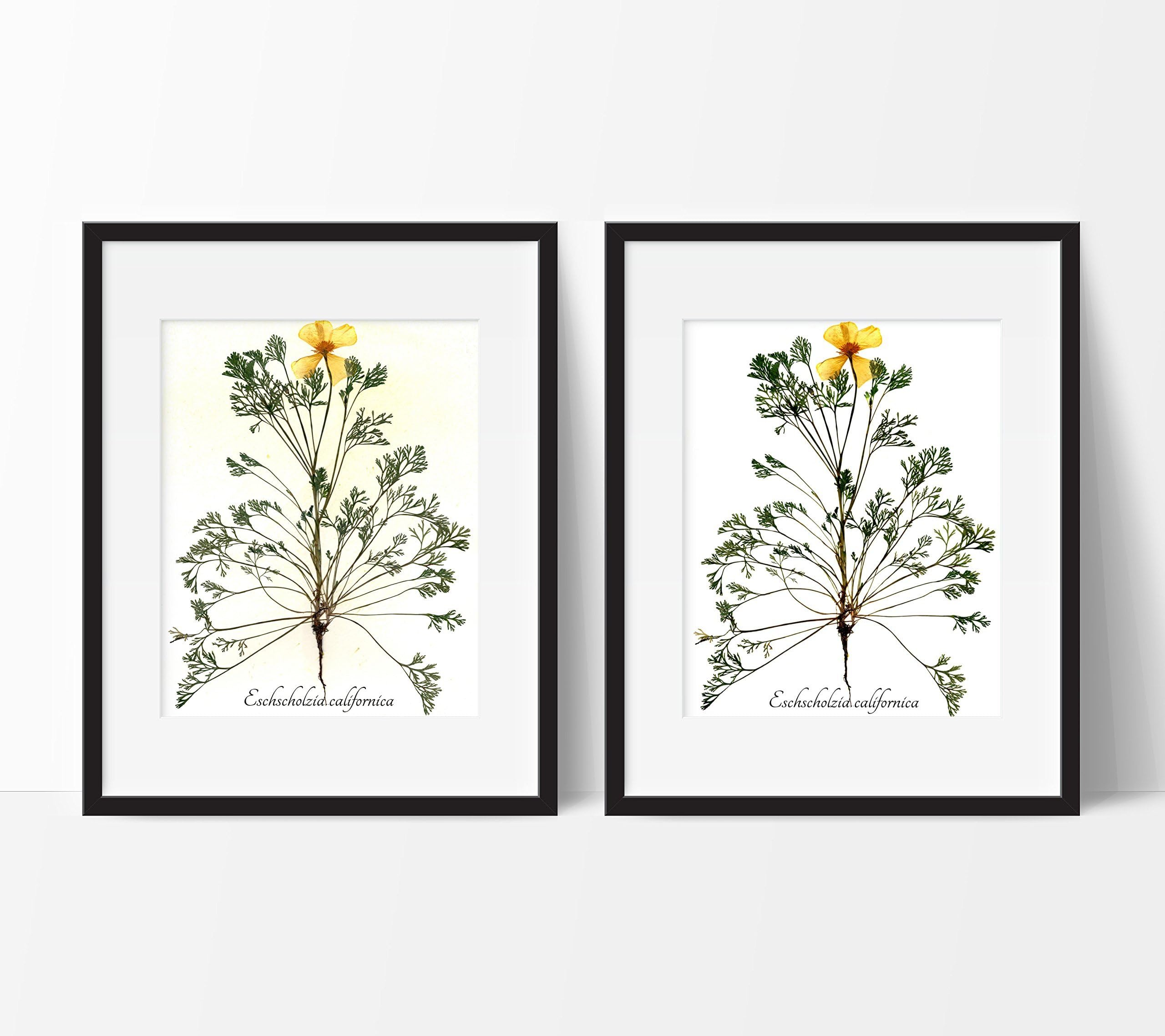 California Poppy Pressed Botanical Print - Whole Plant Specimen Herbarium Art Print