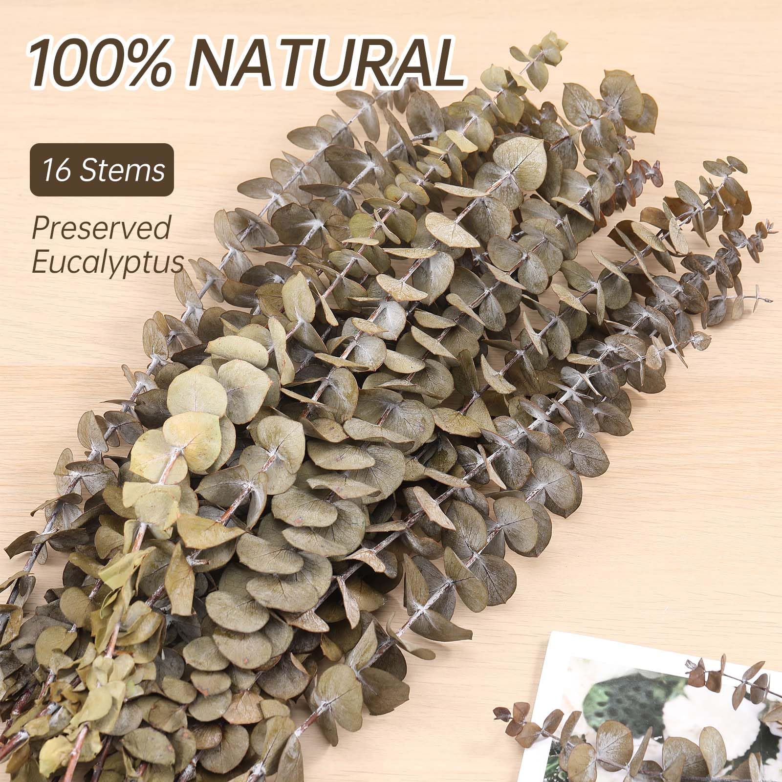 16 sztuk suszonych łodyg eukaliptusa naturalne świeże liście eukaliptusa gałęzie wiszące prawdziwe rośliny zakonserwowane na żywo do domu spa ściana łazienka wesele wazon