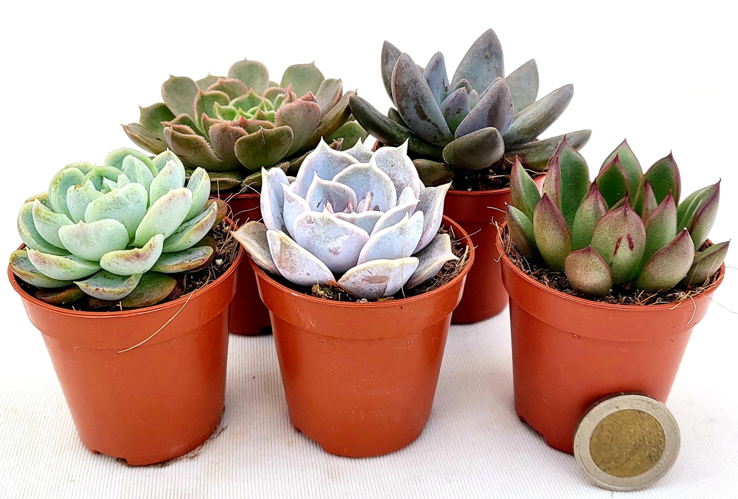 POWERS TO FLOWERS - ECHEVERIA DA MURO, MINI SET 20 PEZZI, VASO 5,5CM DIAMETRO, piante vere