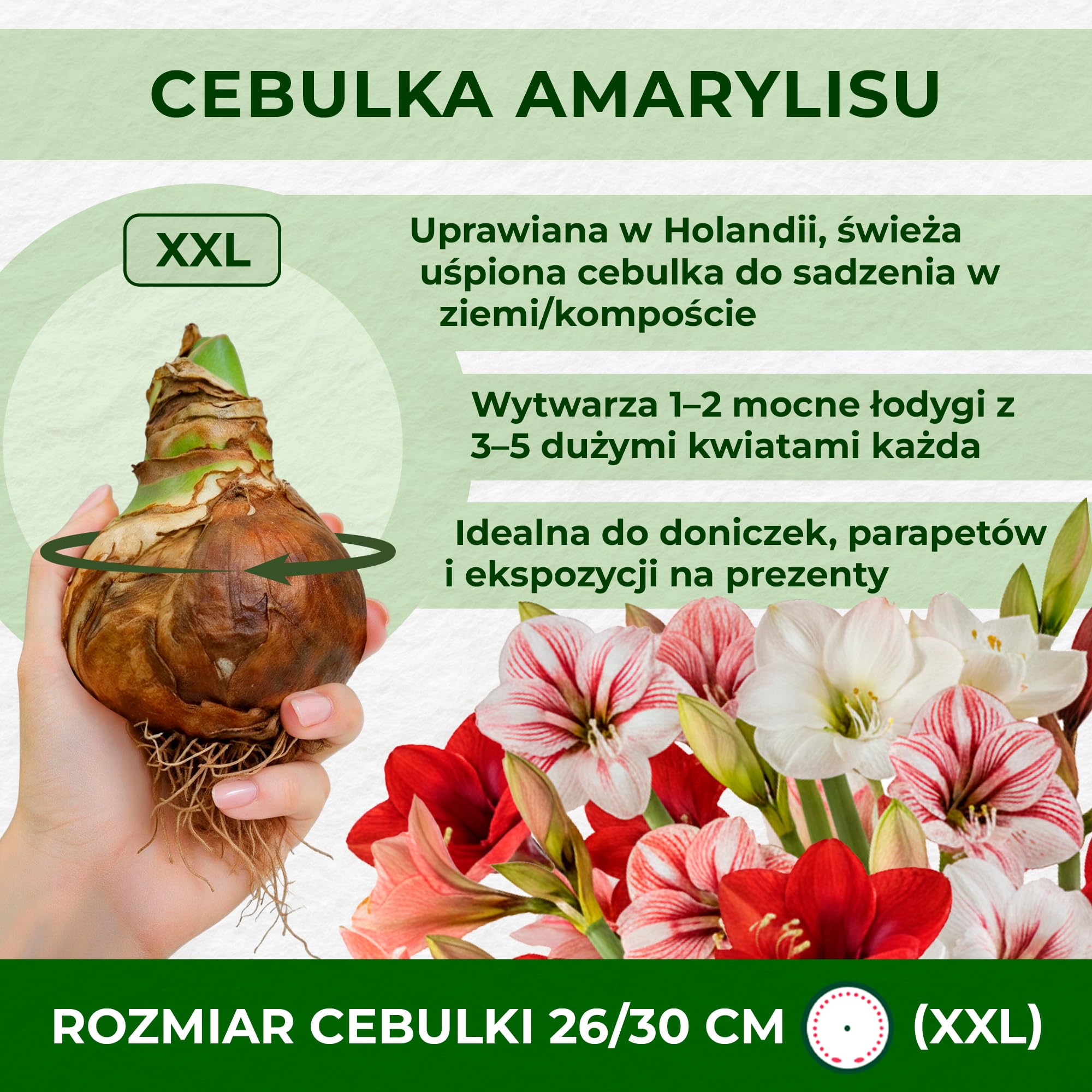 Kolekcja Amaryllis Surprise (10 cebulek) w dużym rozmiarze 26/30, Ekskluzywne rośliny cebulowe i kwiaty z Holandii, Prawdziwe cebulki Hippeastrum (bez nasion, wosku, nie sztuczne)