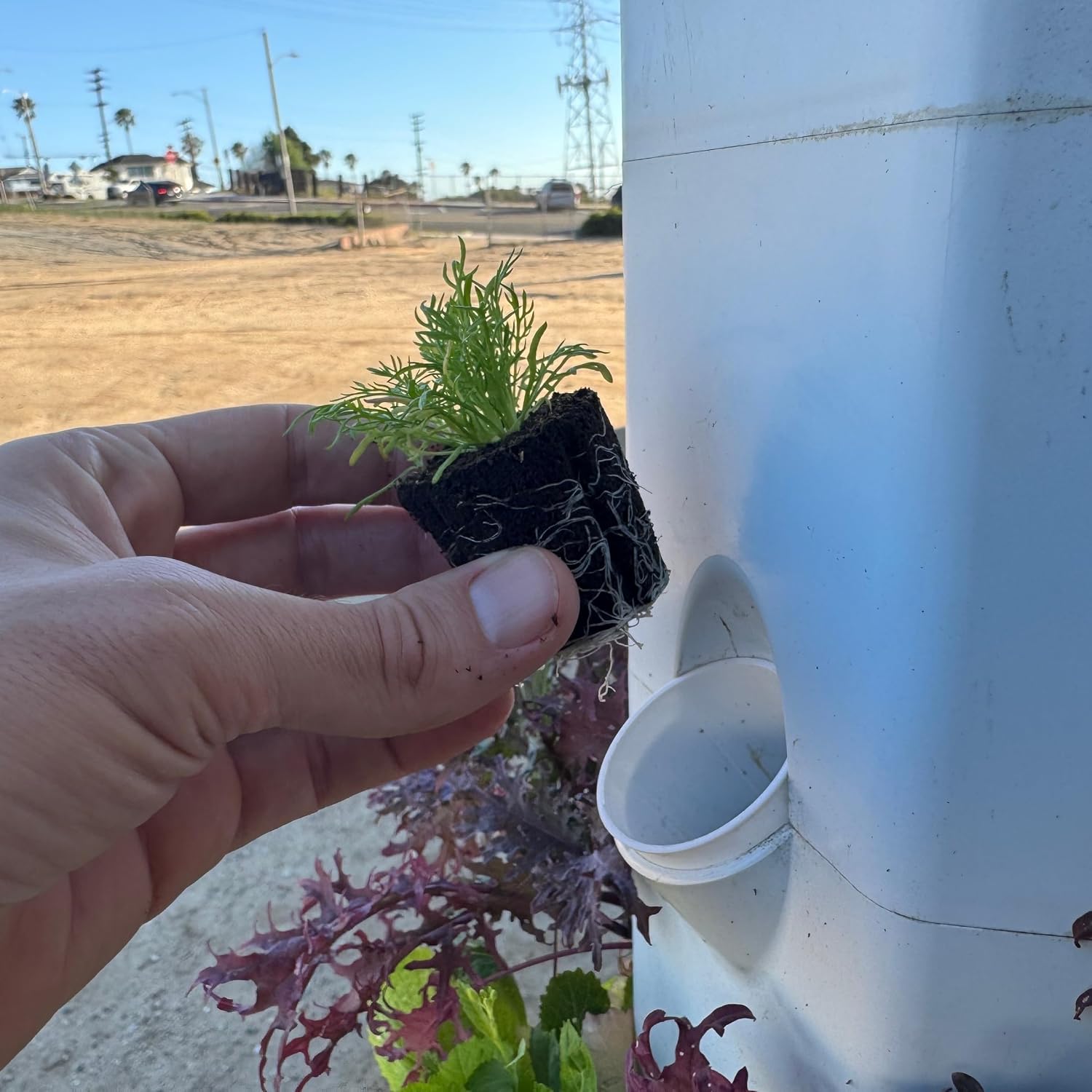 Chamomile Seedlings: Ready-to-Plant, Starts, Starters, Plugs, Garden Ready, Live Plants, Transplants, Pre-Sprouted, Soil & Hydroponic Gardens (12 Seedlings)