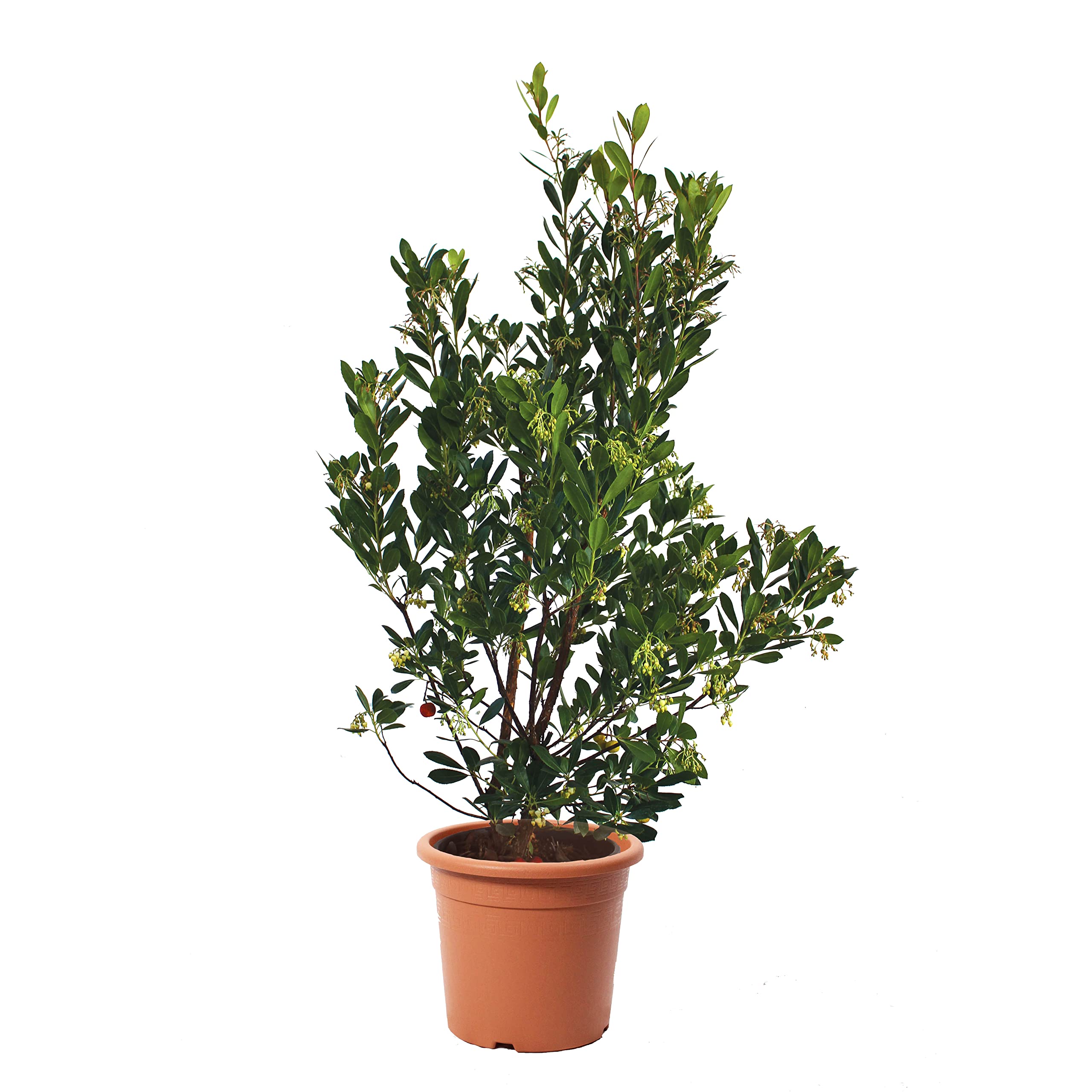 KENTIS - Erdbeerbaum Arbutus Unedo – Winterharte Pflanzen für Garten – Immergrun Echte Pflanze - Hoch 100-125 cm Topf Ø 30 cm