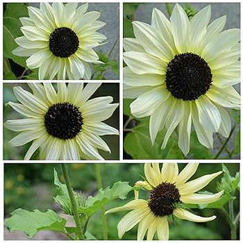 Amazon.com : Seed Needs, Italian White Sunflower Seeds - 180
