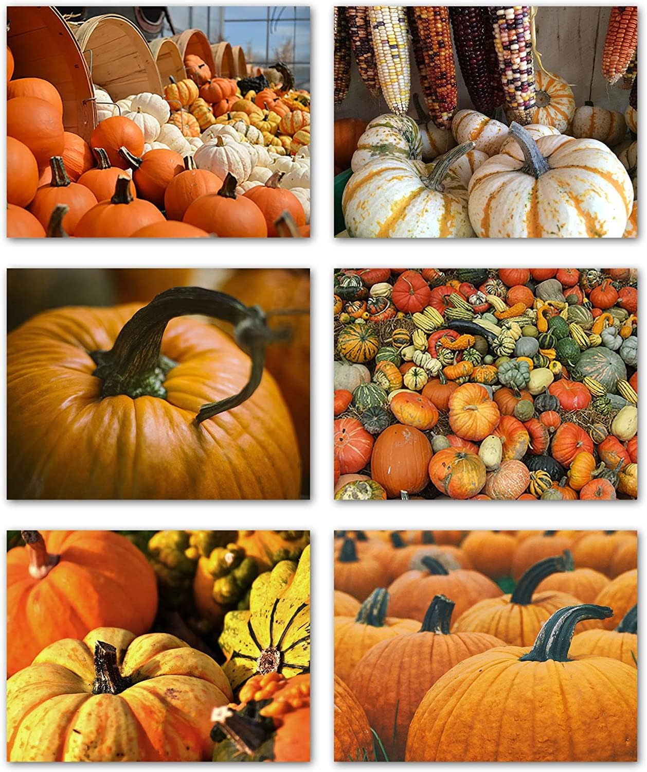 Autumn Pumpkins and Gourds Cards 24 Count - Blank Inside with Envelopes - A2 Size (5.5”x4.25”) - Thanksgiving, Fall Events, Halloween, and More
