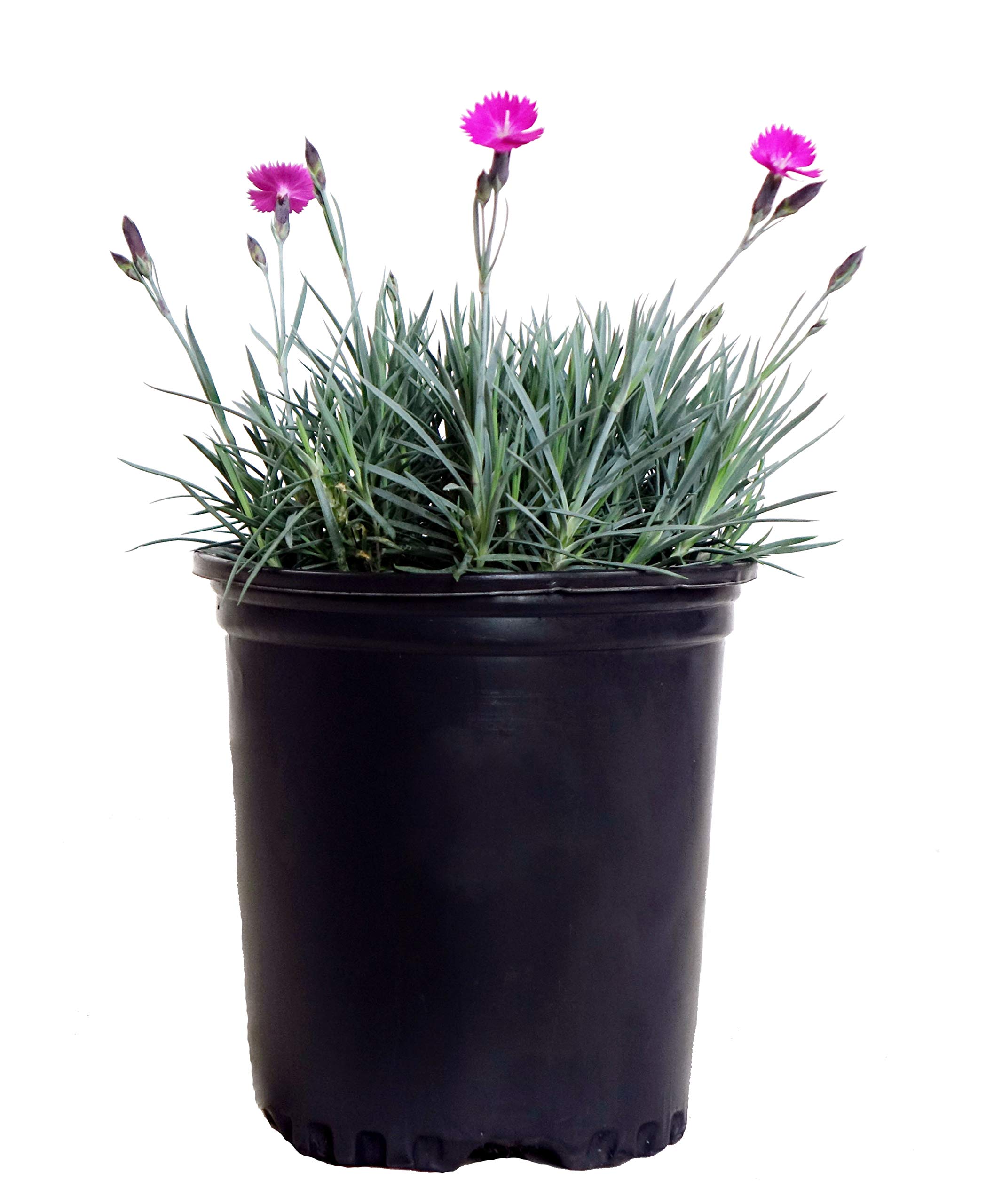 Dianthus Firewitch (Pinks) Perennial