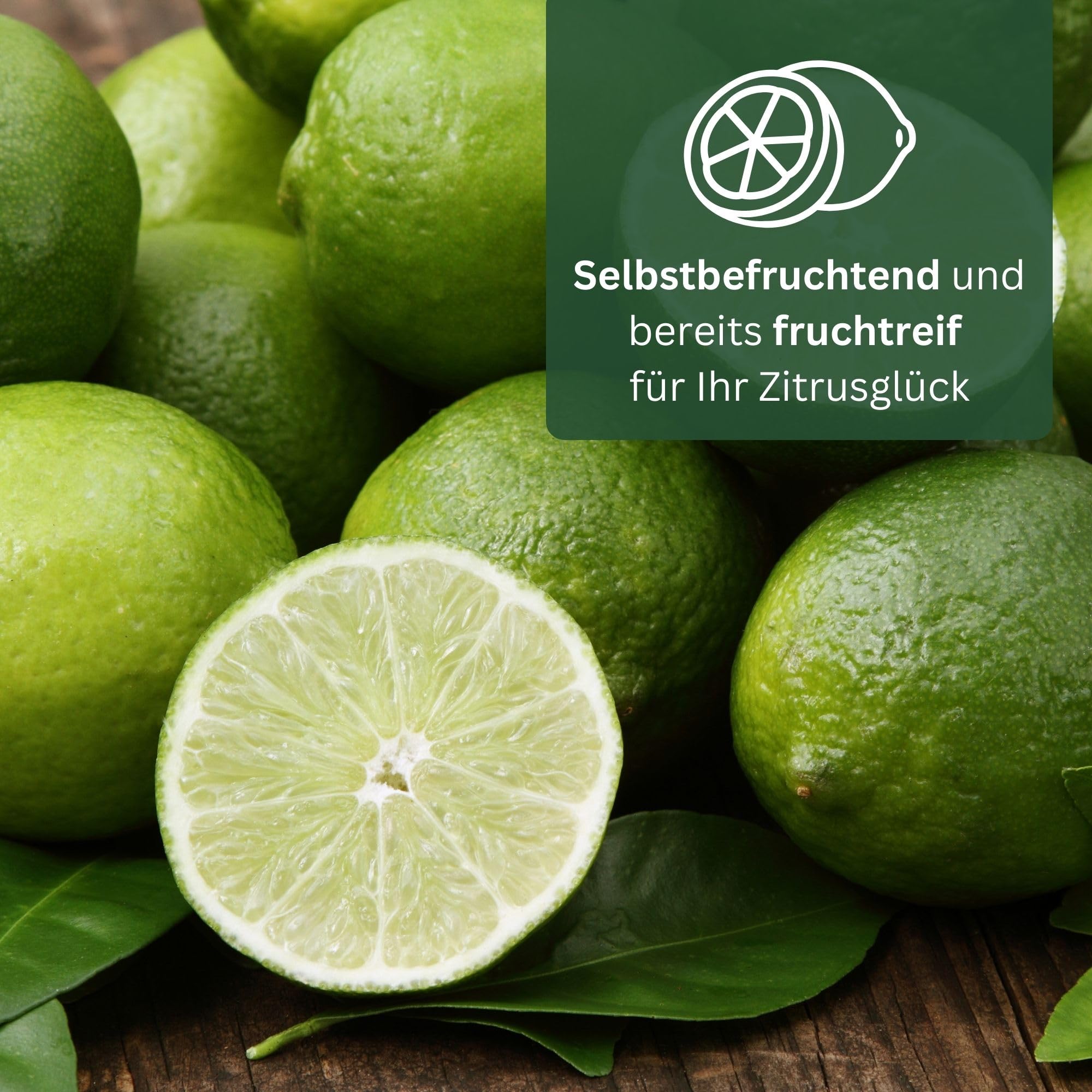 Meine Orangerie Limettenbaum Citrus Latifolia – Tahiti Limette - persische Limette - fruchtreife Zitruspflanze mit essbaren Limetten – Mediterranes Flair für Garten, Terrasse oder Balkon
