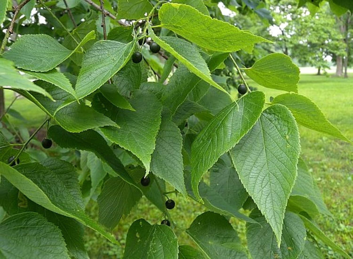 12-16" Tall Common Hackberry (Celtis Occidentalis), 1-2 Year Old Plant