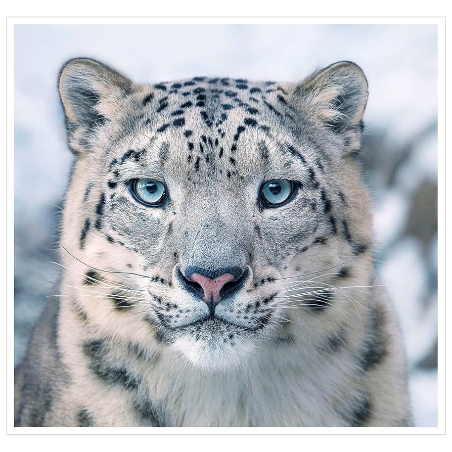 Snow leopard☆様おまとめ2点 81OsR-1DhgL._UF894,1000_QL80_.jpg