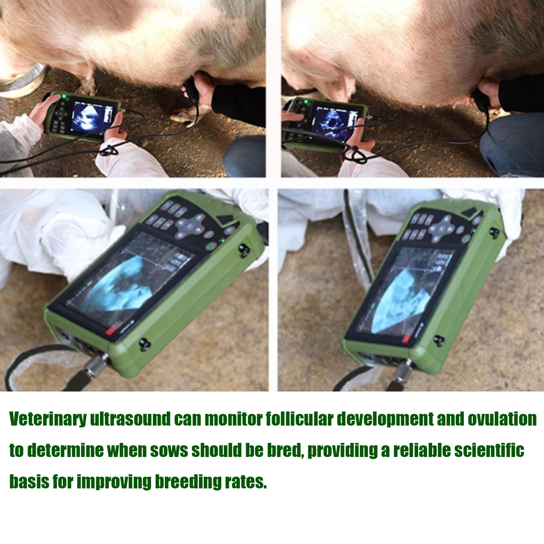 Ecógrafo para Animales,Escáner Veterinario para Gestación En Cerdas Y Ovejas,Detector Ultrasonido Veterinario Mano,para Ganado Vacuno,Equino,Cabras y Cerdos,Camello en Animales