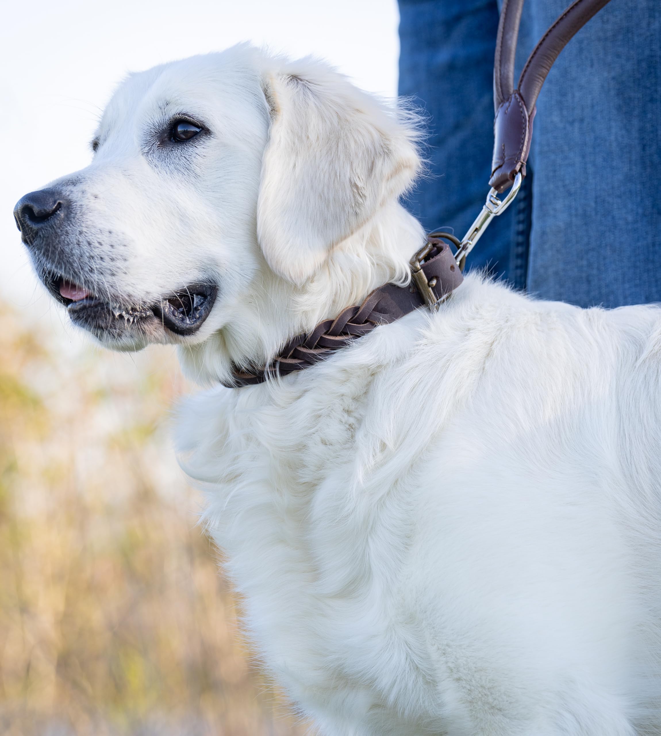 Fettleder Hunde Halsband geflochten  Robustes Lederhalsband aus Handarbeit   hochwertiges Bffel-Leder Halsband Clarissa (M (36.0-45.0cm)) :  Amazon.de: Haustier