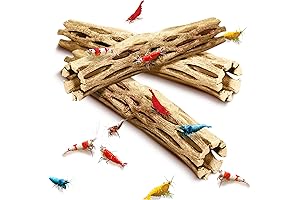 Cholla Wood for Hermit Crabs Keeping Your Pets Busy and Active