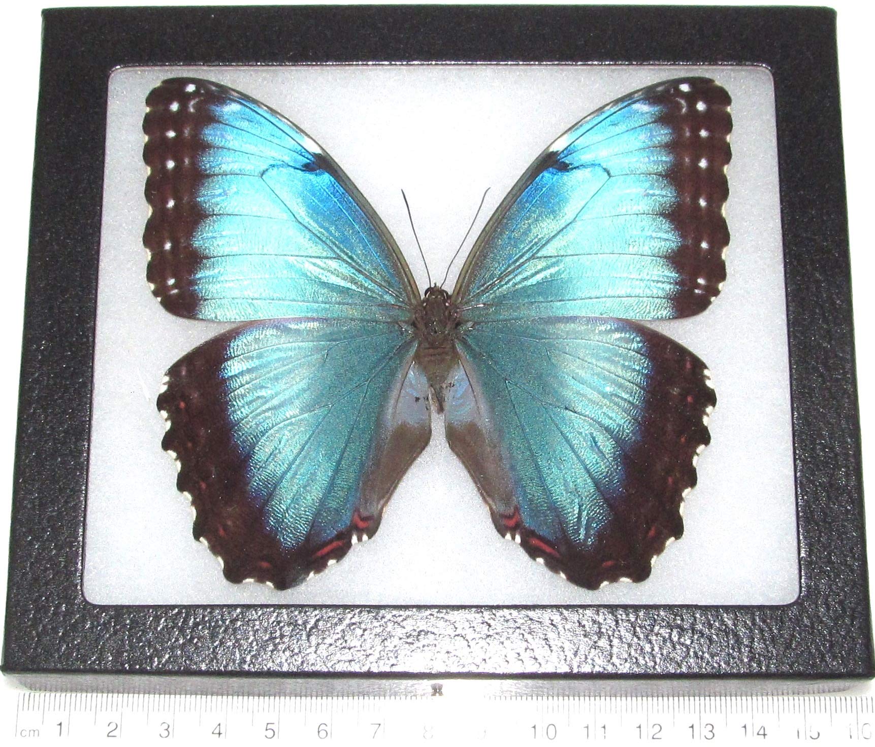 BicBugs Morpho peleides Female Blue Butterfly Costa Rica