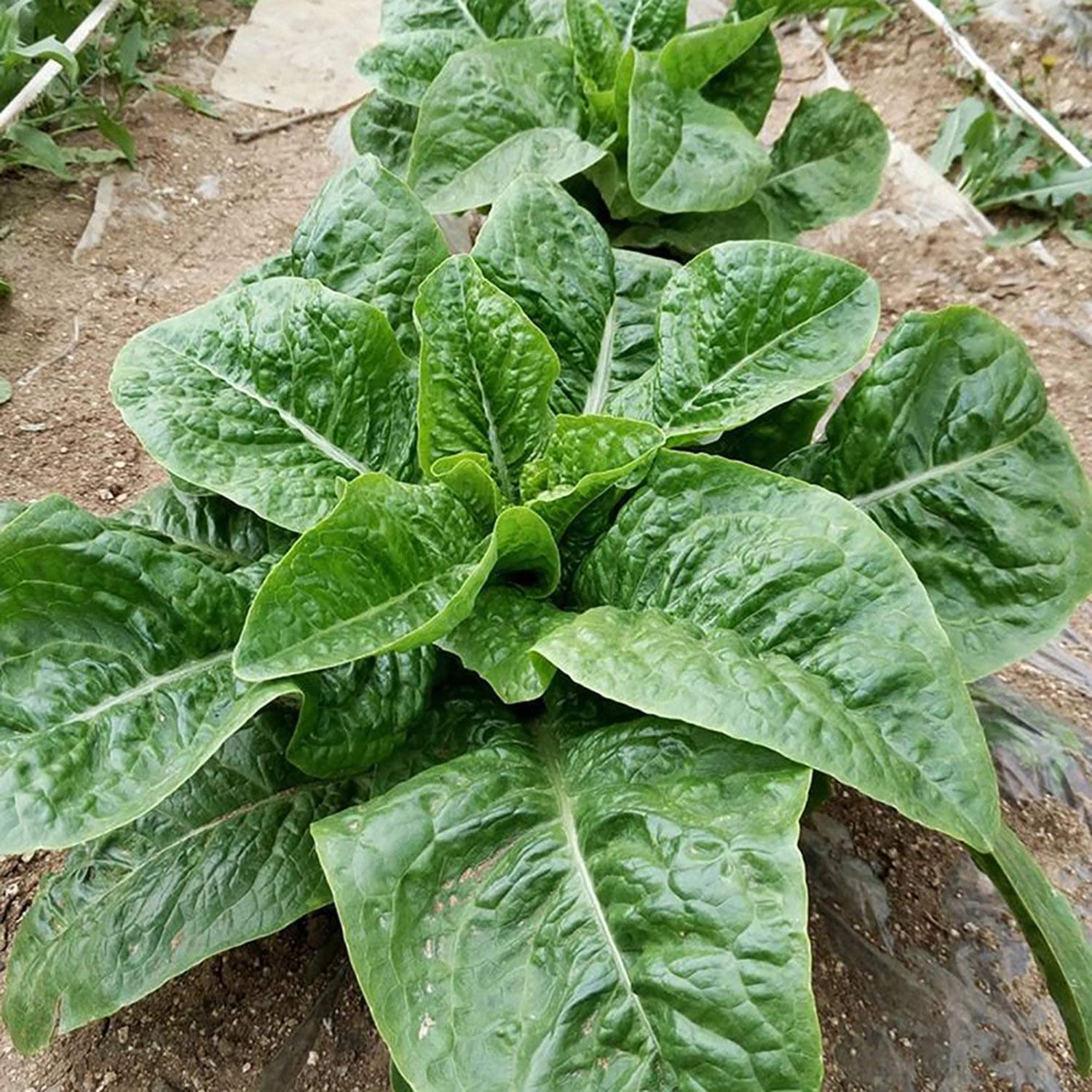 VibeX Romaine Lettuce Seeds Natural Thick Stem -500 Seeds (B0B9Y2CH9Z) Amazon Price History, Amazon Price Tracker