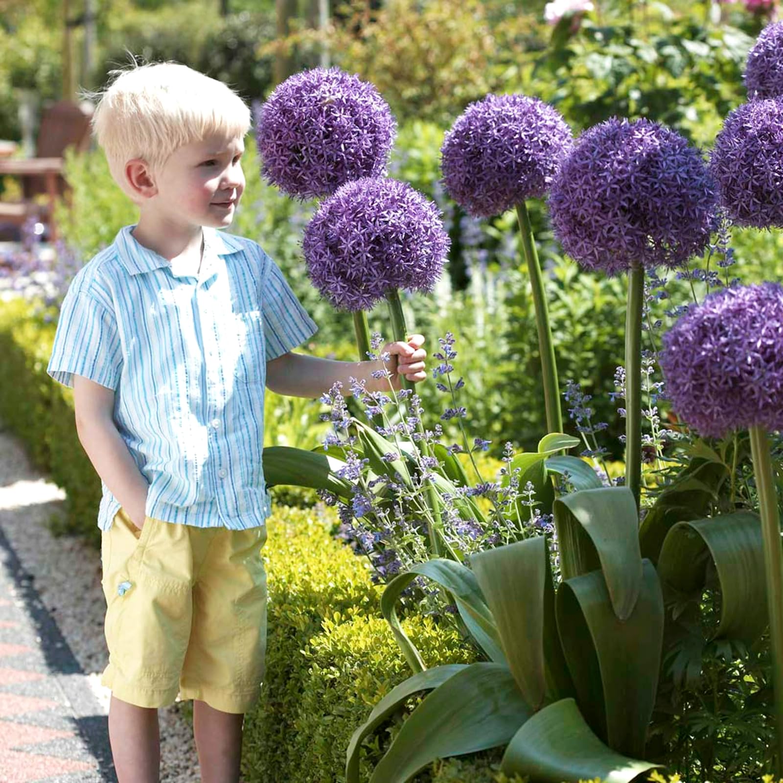 Carbeth Plants Allium Globemaster Spring Bulbs (3 Bulbs)