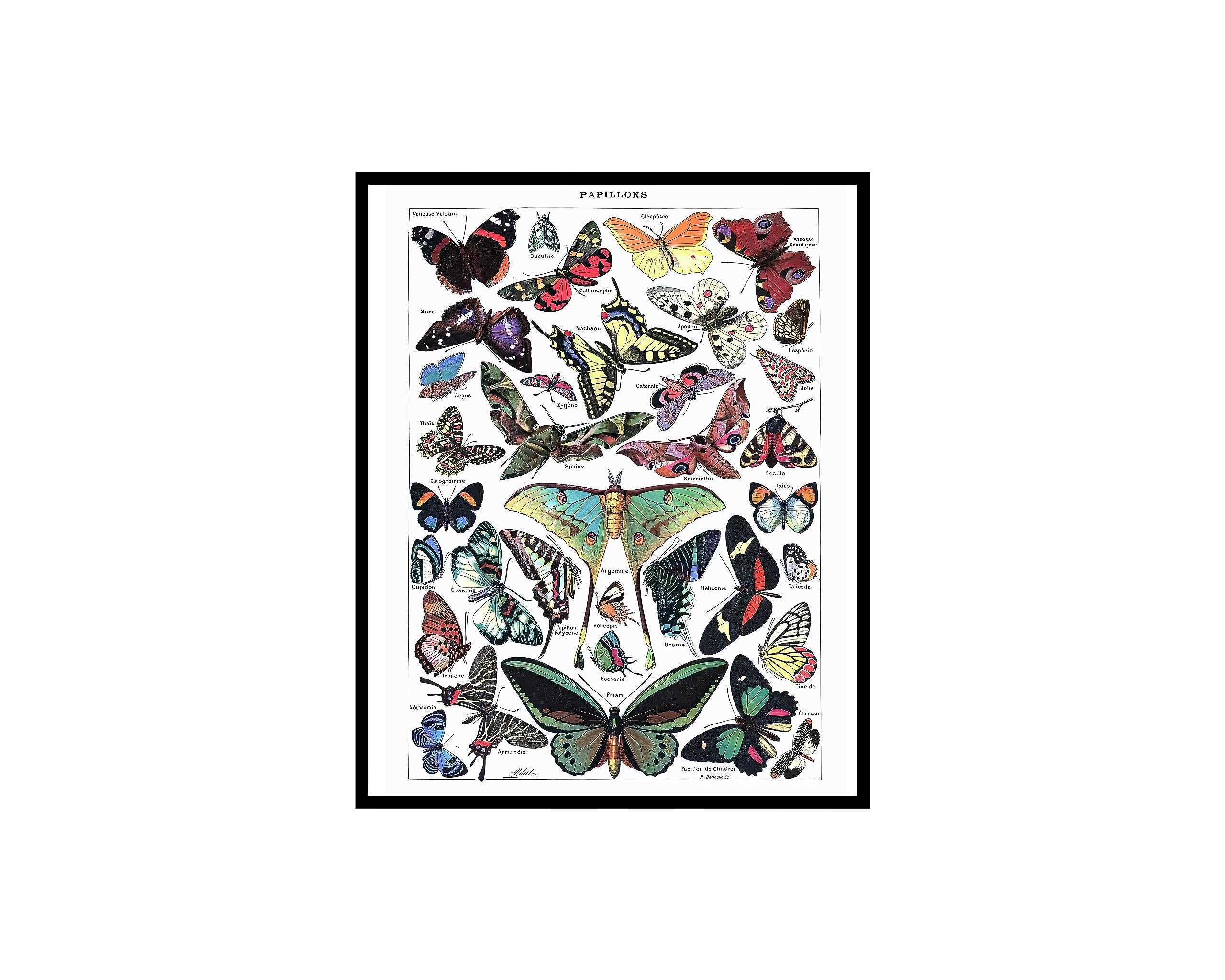 Poster Master Butterfly Poster - Vintage Adolphe Millot Artwork - 8x10 Unframed Wall Art - Unique Wall Decor Gift for Home, Living Room, Kitchen, Office, Bedroom, Bathroom - Papillons Pour Tous