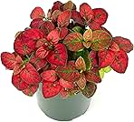 Hypoestes Red Splash Air Purifying Houseplants, 2