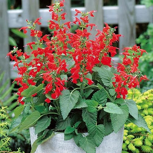 Miniatura 6 de CHUXAY GARDEN 50 semillas de Salvia Coccinea 'Lady in Red', salvia escarlata, salvia de Texas, salvia colibrí, llamativa planta de paisajismo