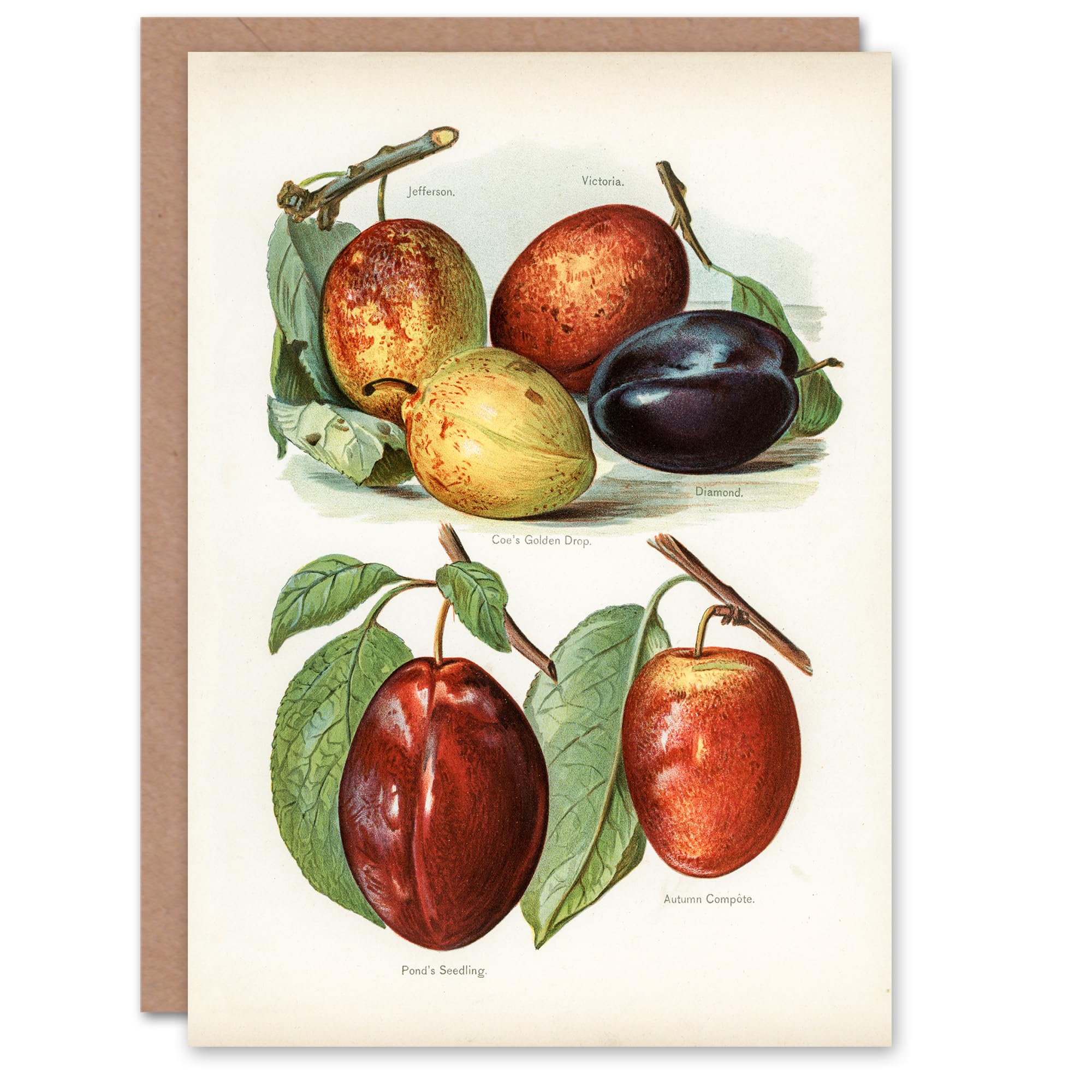 Artery8 John Wright Art Card Plum Varieties Vintage illustration