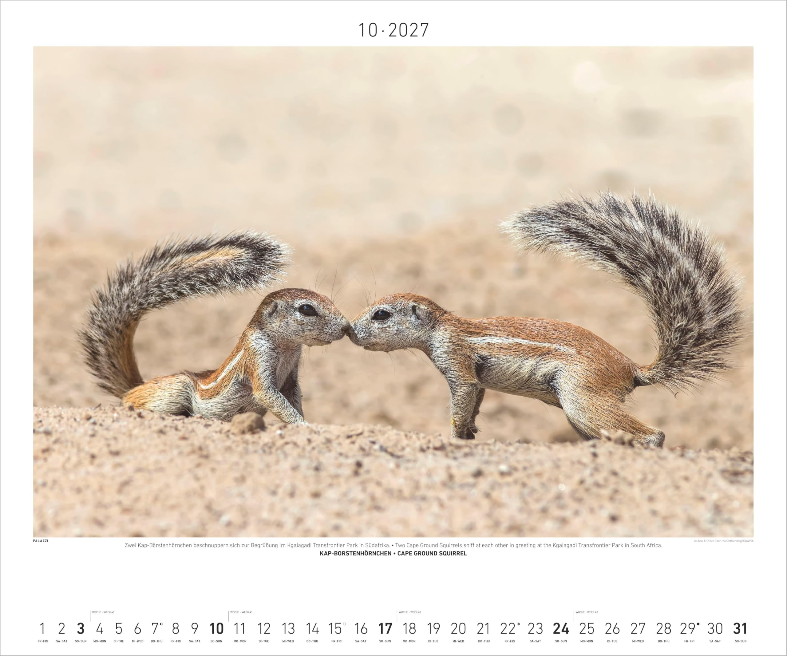 Hautnah - Afrikas Wildnis 2027: Wandkalender 60x50 cm mit 12 Tierfotografien und humorvollen Bildunterschriften