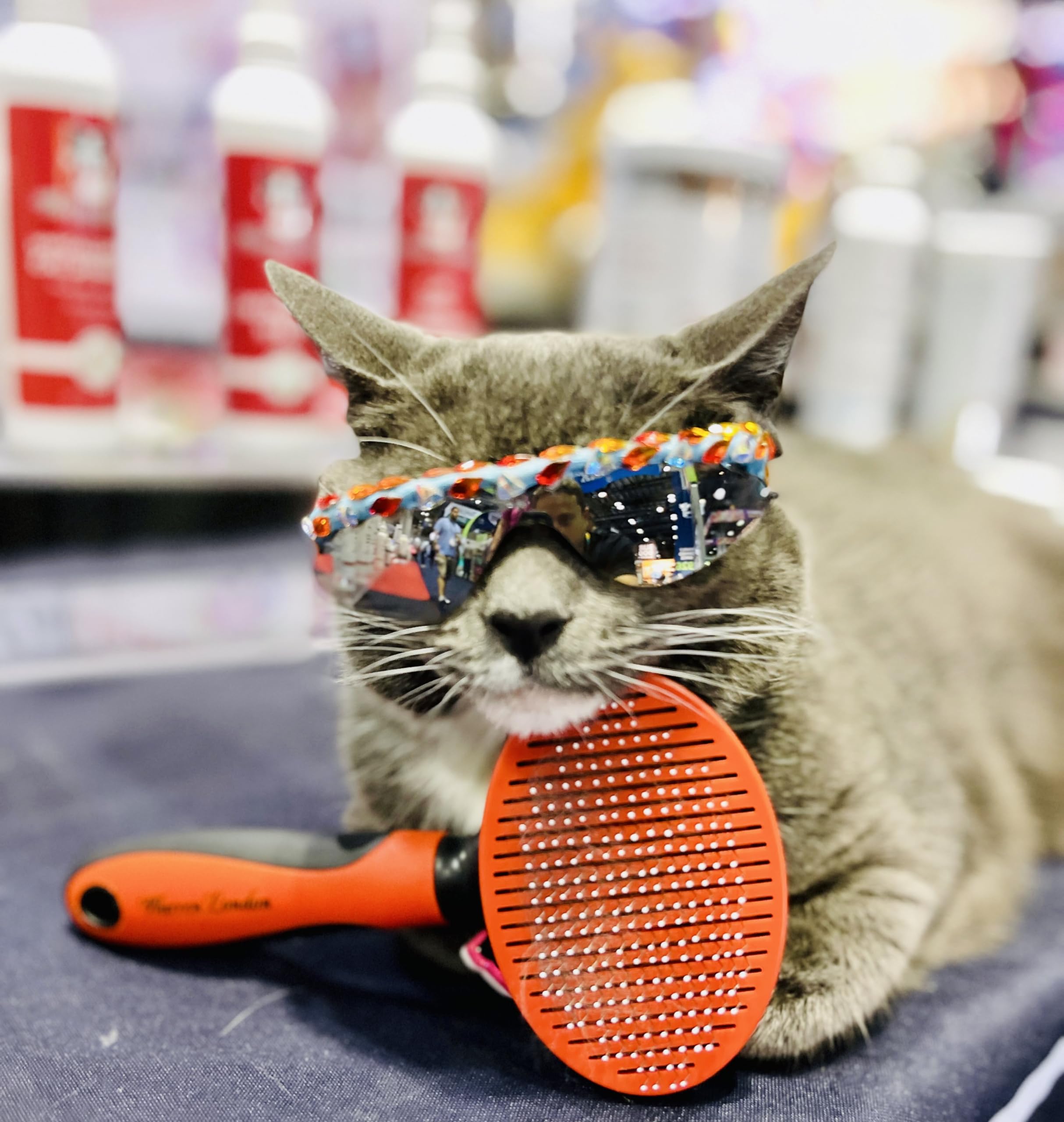 Warren London Brosse démêlante pour chat - Pour le toilettage et la perte de poils - Brosse autonettoyante avec bouton poussoir - Poignée ergonomique - Brosse de toilettage pour chaton et chat