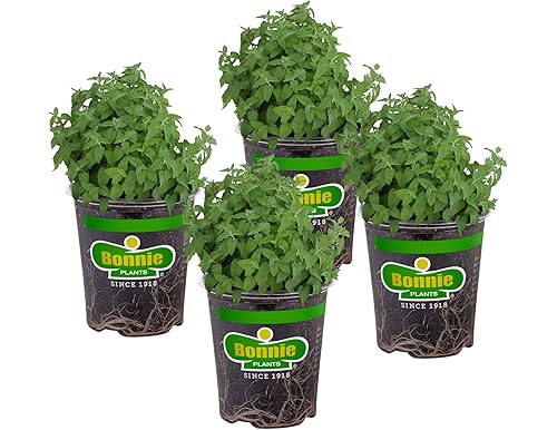 Top 10 live catnip choices in 2024 To pamper Your Furry One