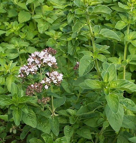 Miniatura 2 de 1000 semillas de orégano italiano orgánico herbáceo herbáceo  No OGM  Semillas siempre frescas  Semillas de siembra para el hogar de verduras y