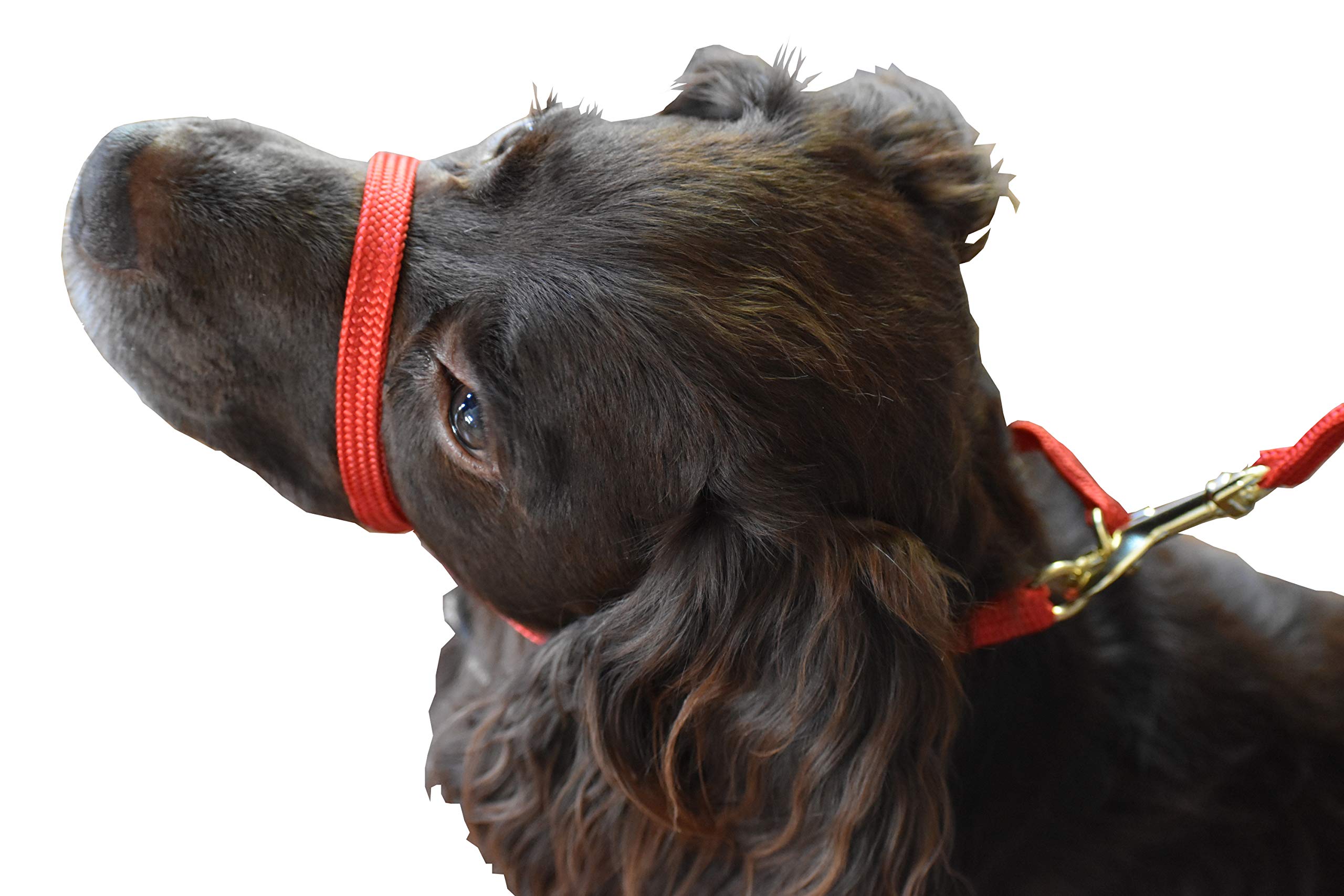K9 Bridle - to stop your dog pulling (XS, Red)