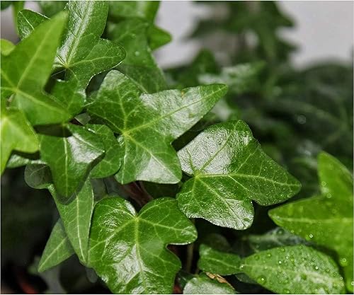 Miniatura 2 de American Plant Exchange Hiedra inglesa vid viva en maceta de 4 pulgadas, planta de interior purificadora de aire de rápido crecimiento, hiedra