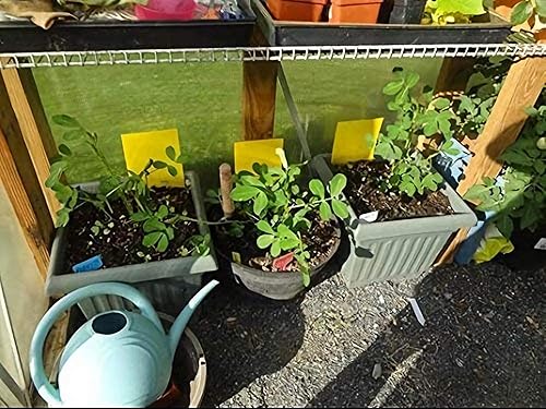 Miniatura 5 de Trapro trampas adhesivas amarillas para insectos voladores para mosquitos de los hongos áfidos moscas blancas minadores arañuelas y otros insectos