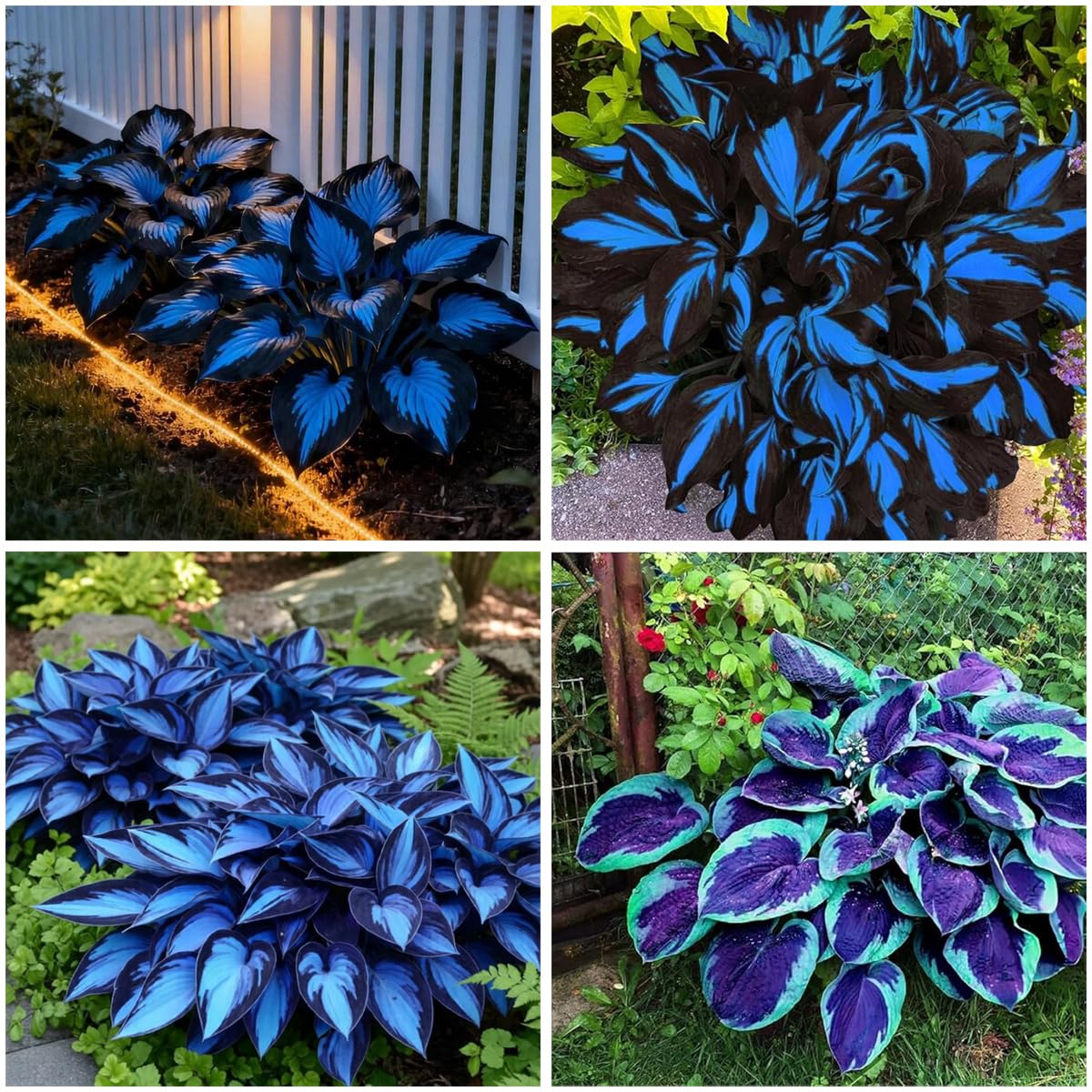 Mixrug 285+ Hostas Seeds Dark Blue for Planting-Hostas Seeds Blue Perennials- Rare Hosta Seed Midnight Blue Plants Non-GMO Heirloom for Outside Garden Home