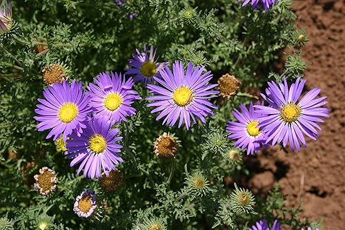 Miniatura 4 de Semillas de flores de margaritas Tahoka para plantar, más de 1000 semillas de flores por paquete, semillas de jardín de Isla, semillas sin OMG y