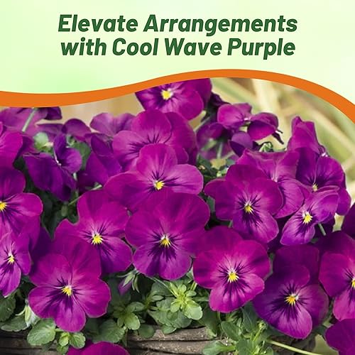 Miniatura 6 de Outsidepride Grupo de padres Pansy Cool Wave Purple