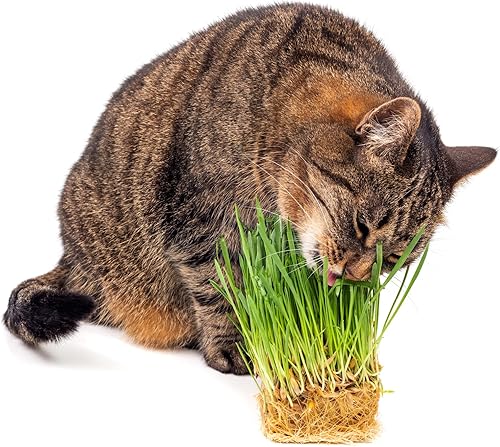 Miniatura 3 de Semillas de hierba gatera para brotar - Trigo rojo duro de invierno, sin OMG, hierba de trigo de alta germinación (14 libra)