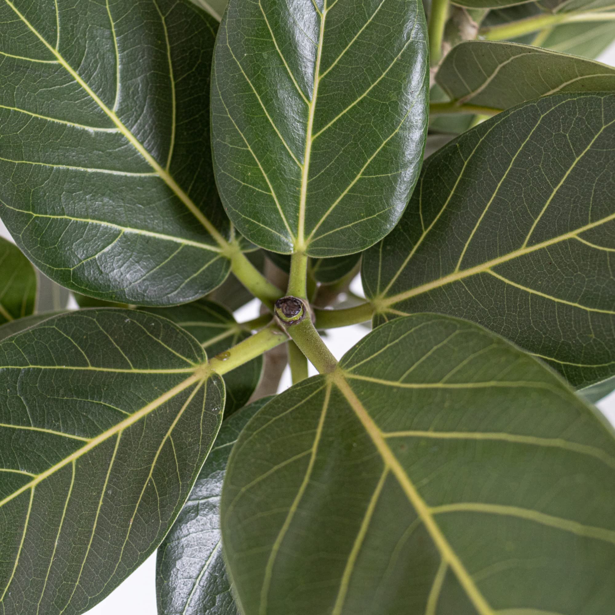 Amazon.com : Ficus Audrey Live Plant 3238 inches Tall in 10 inch Nursery  Pot, Upright Indoor Tree with Velvety Leaves, Easy Care Air Purifier Plant  for Modern Home and Office Spaces by