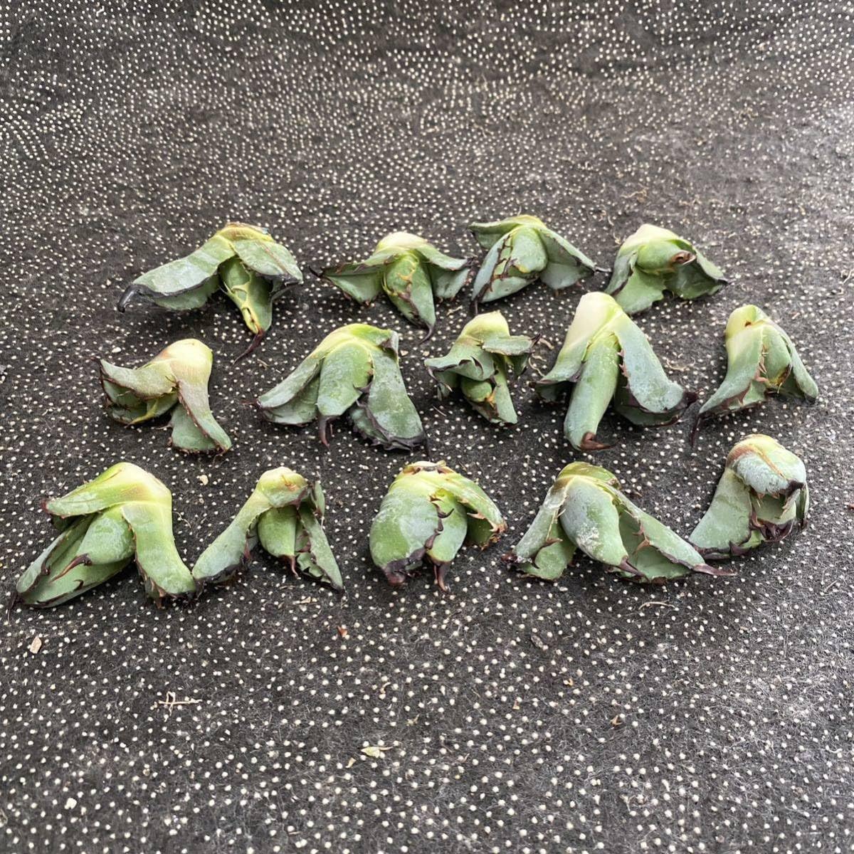 Amazon.co.jp: 多肉植物アガベ チタノタ ブラックアンドブルー Amazon.co.jp: 多肉植物アガベ チタノタ ブラックアンドブルー