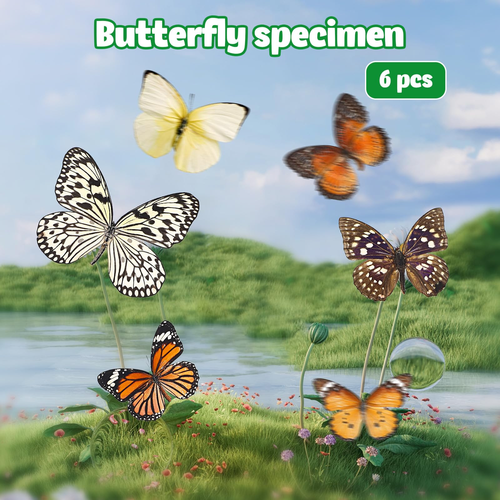 Set 6 Farfalle Naturali Specimen Decorativi per Casa, Accessori Scientifici e Oggetti Decorativi la Parete, Idee Regalo e Educazione Scientifica