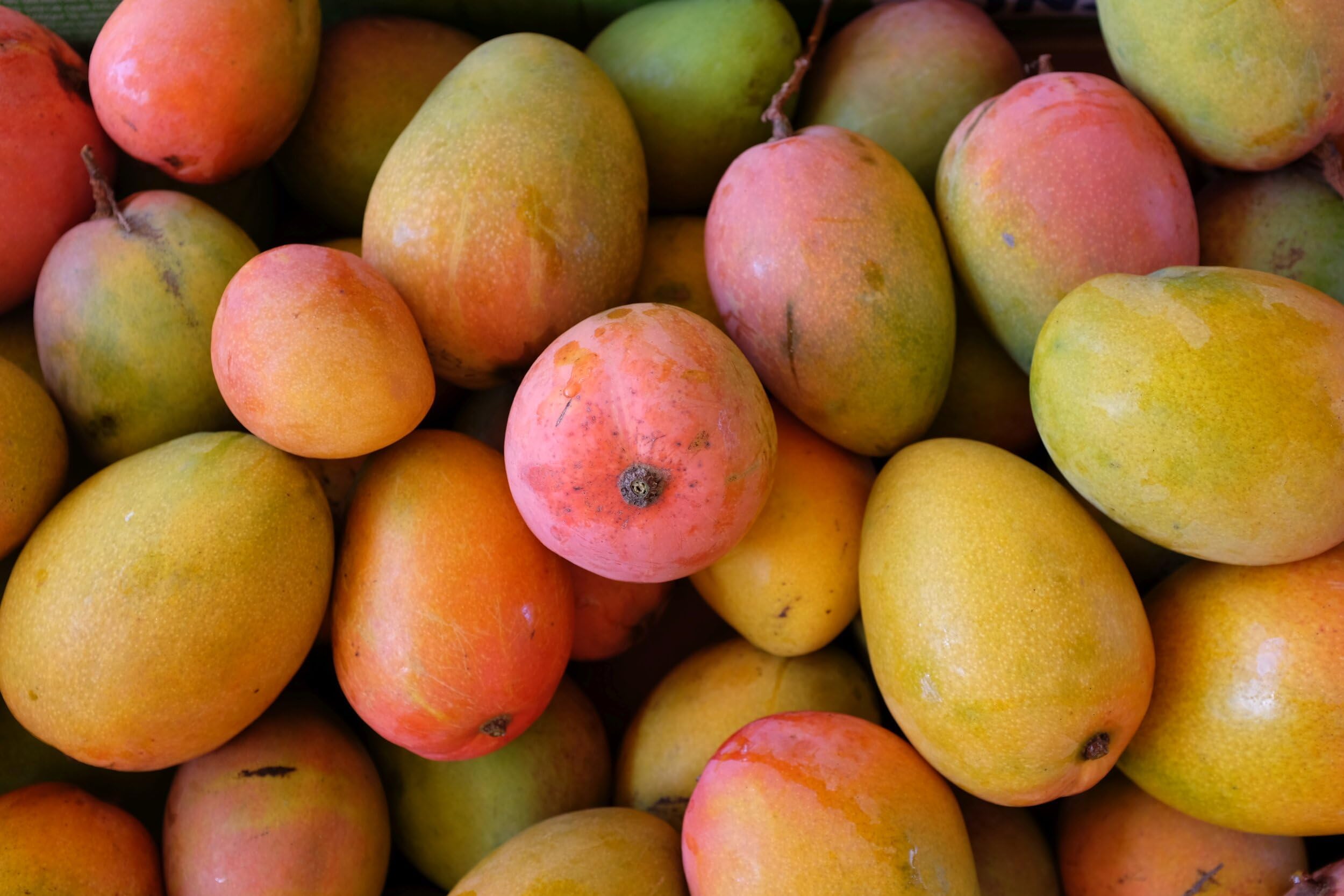 Glenn Mango Tree - Live Fruit Trees in 10 Inch Pots - Mangifera Indica - Tropical Edible Fruit Bearing Tree