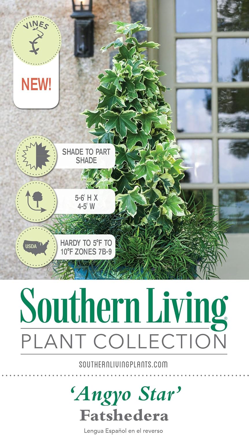 Angyo Star Fatshedera (2.5 Quart) Evergreen Vine with Variegated Green and White Foliage - Part Sun to Shade Live Outdoor Plant - Southern Living Plants