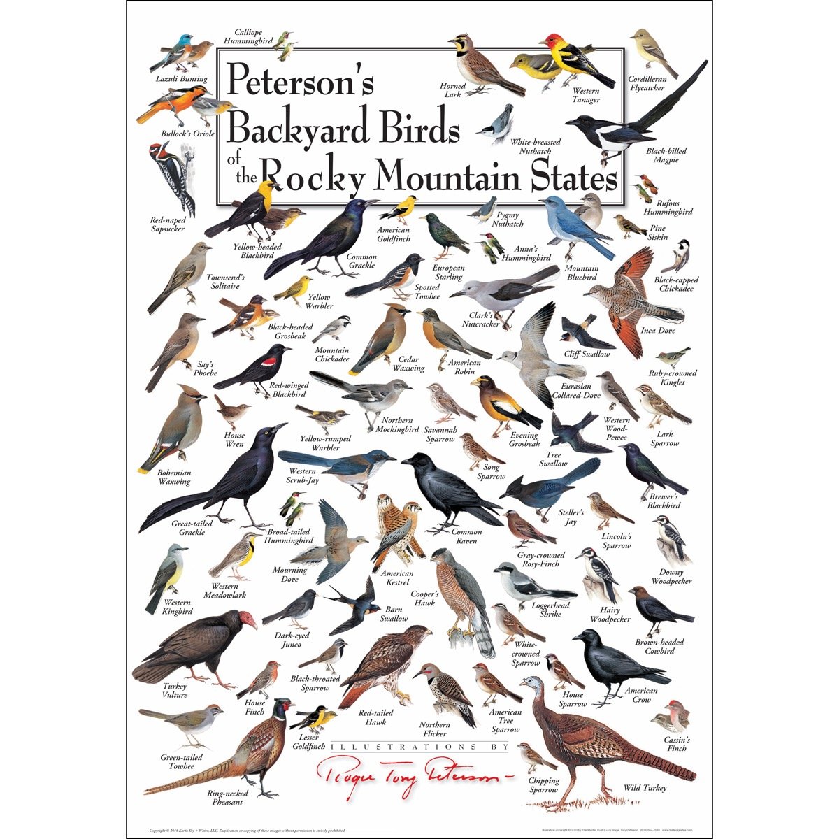 Amazoncom Poster Petersons Backyard Birds Of The Rocky Mountain States Posters Prints
