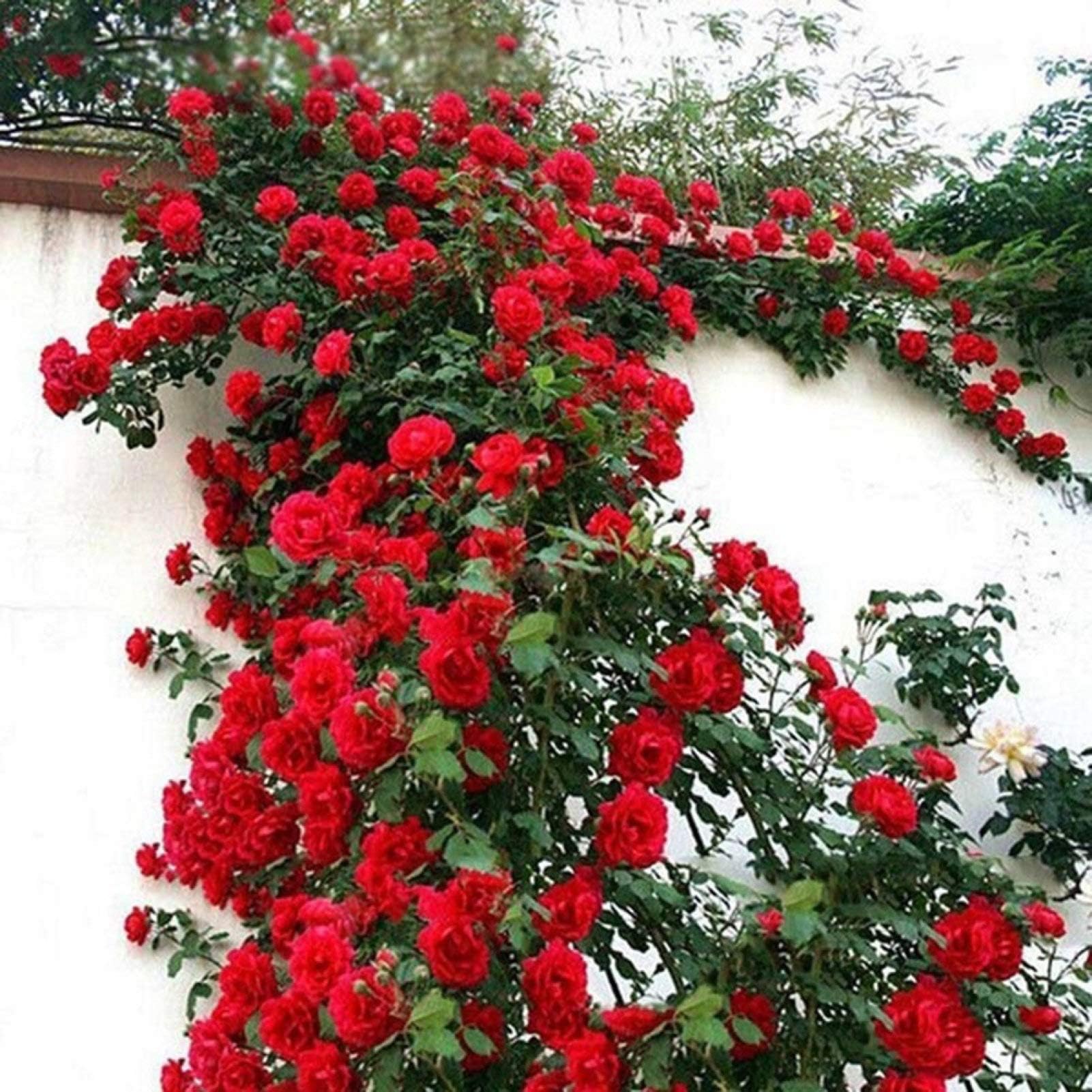 200Pcs Climbing Rose Seeds Flower Plant Home Garden Roof Bonsai Balcony Decor - 200pcs Rose Seeds - Flower Seeds Vegetable Seeds Fruit Seeds Garden Plant Seeds