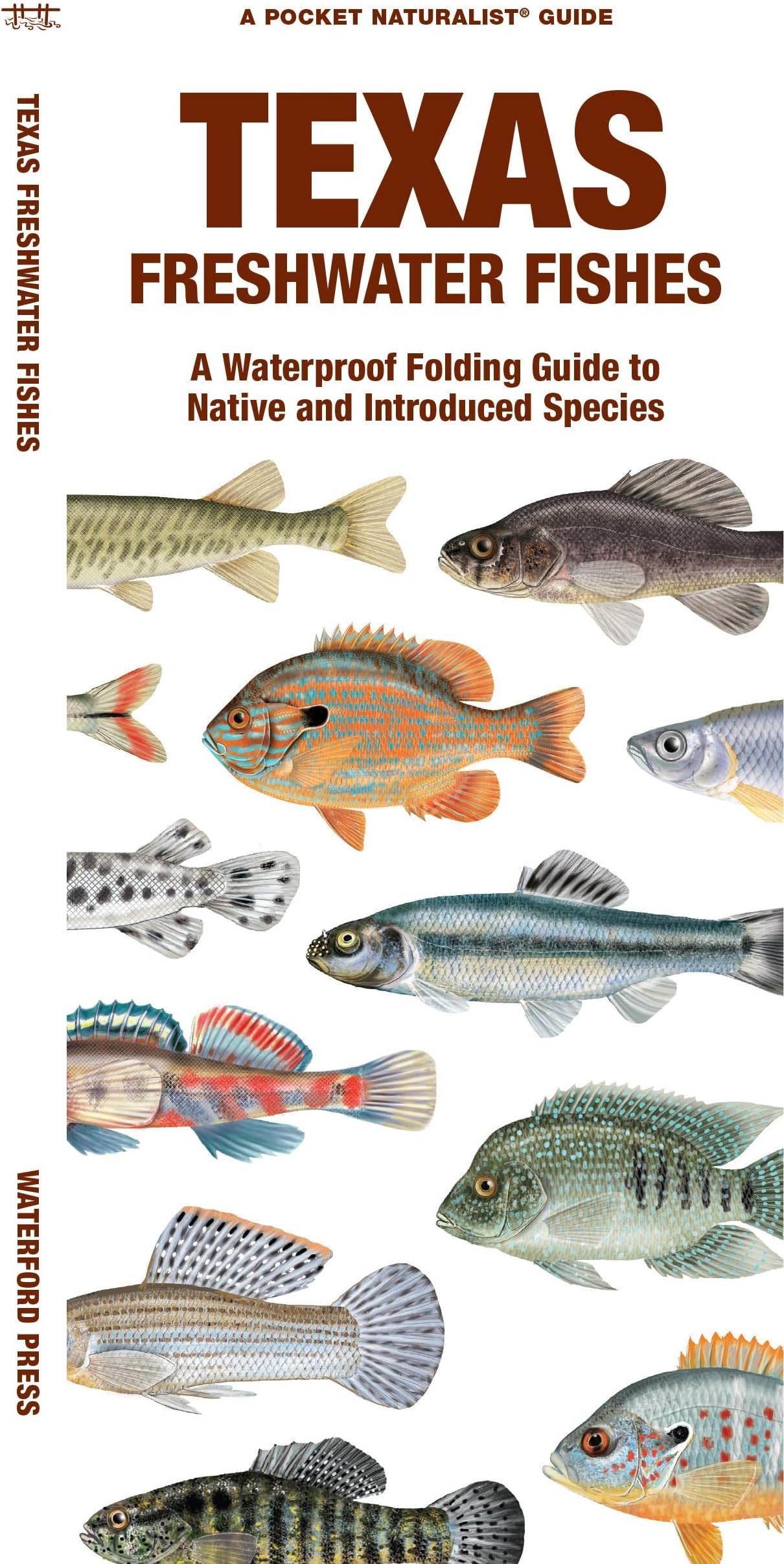 Texas Freshwater Fishes: A Folding Guide to Native and Introduced Species (Nature Observation North America)