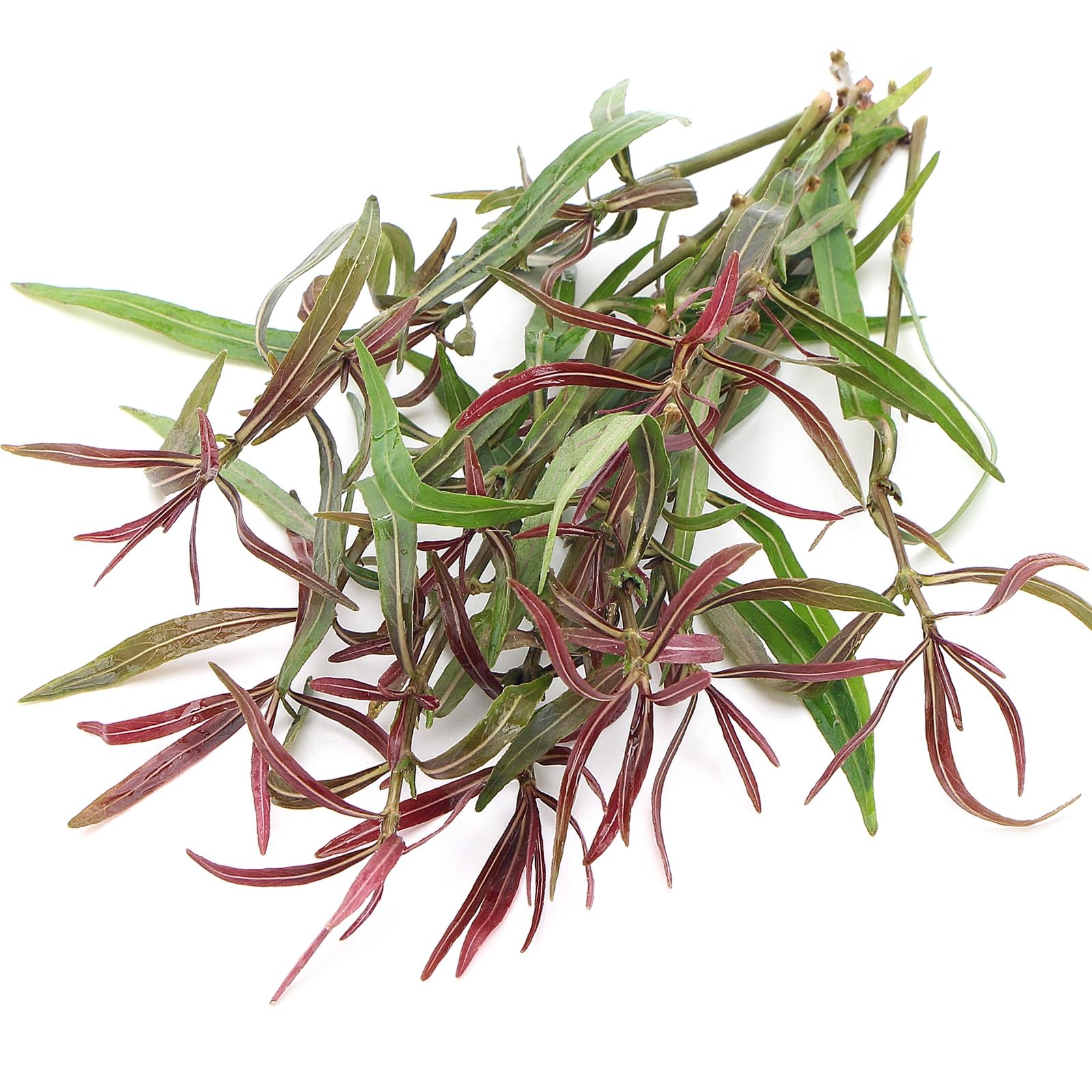 Hygrophila Lancea Araguaia Live Aquarium Plant Narrow Reddish Bronze Leaves Compact Growth for Tropical Tank K2aqua