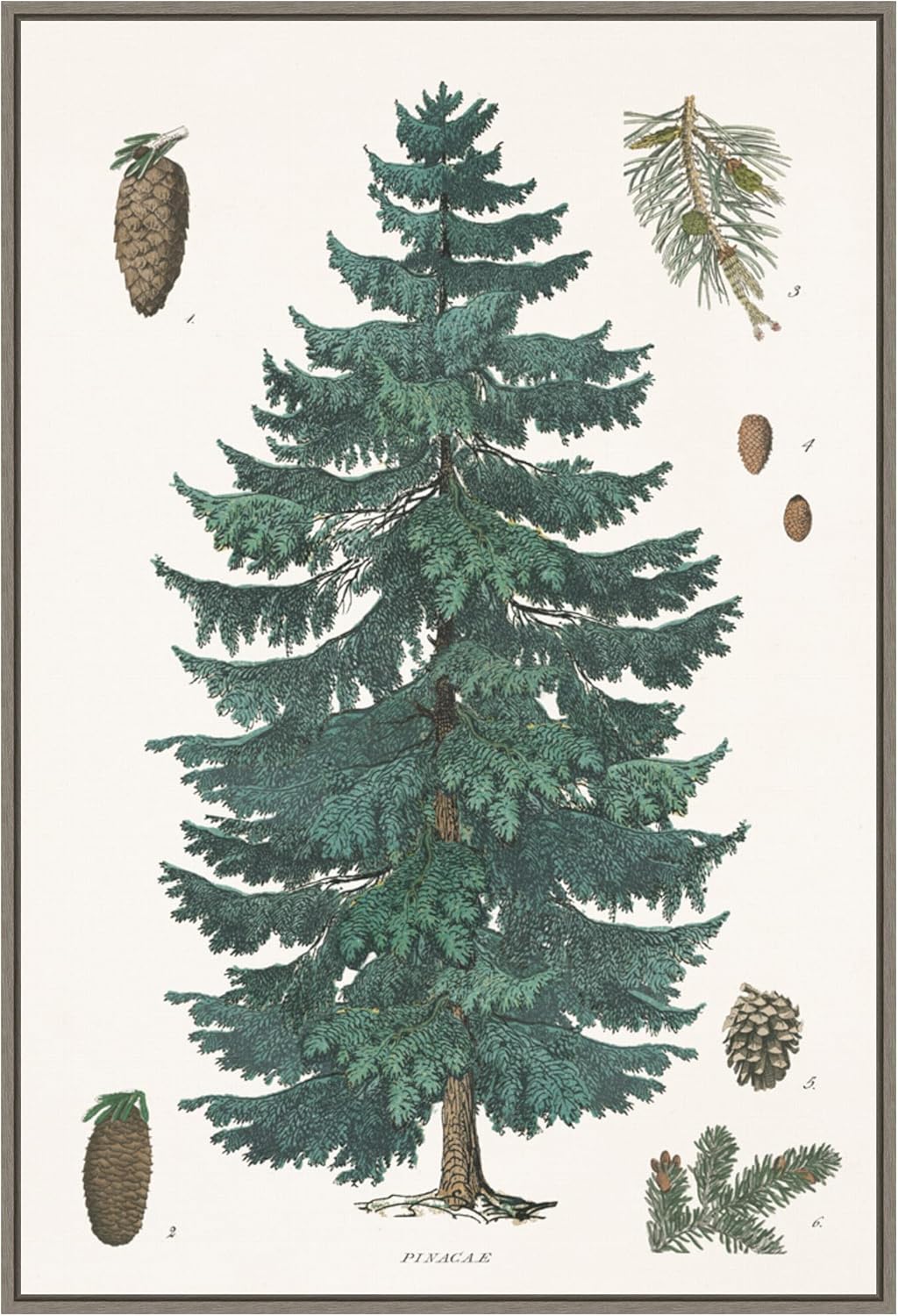 Amanti Art Framed Canvas Wall Art 33x23 Evergreen Botanical Chart by Wild Apple Portfolio, Framed Wall Art Canvas, Nature Artwork, Country Rustic Decor, Large Poster Painting for Living Room, Bedroom